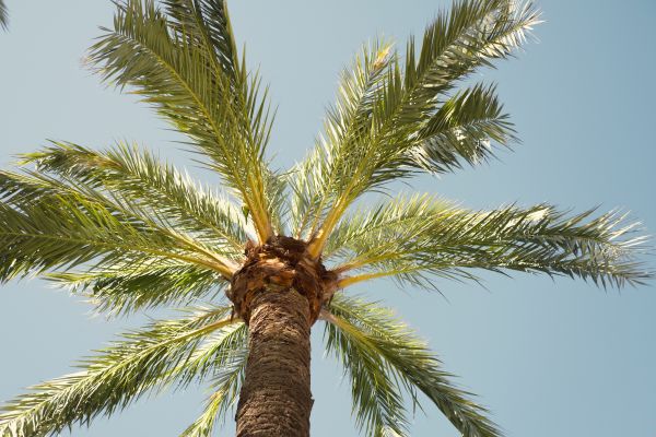 Cost of Palm Tree Removal in Kenner