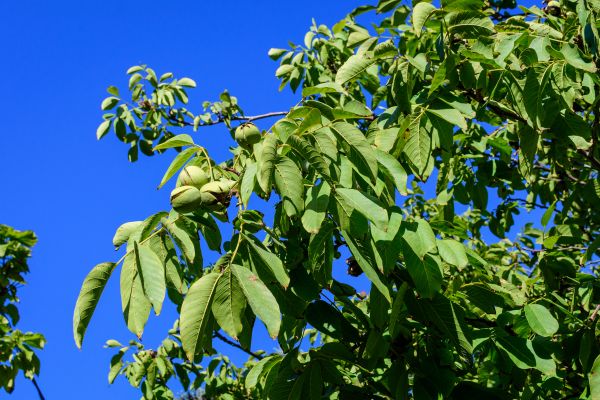 Cost of Walnut Tree Removal in Kenner