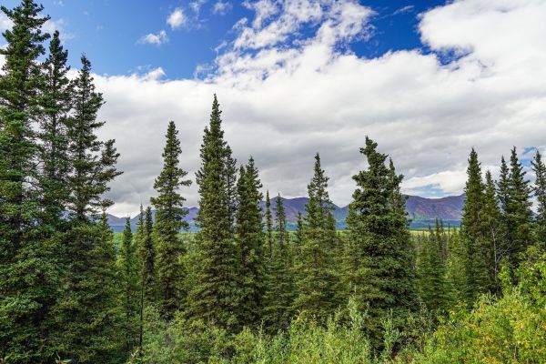 Cost of Spruce Tree Removal in Kenner