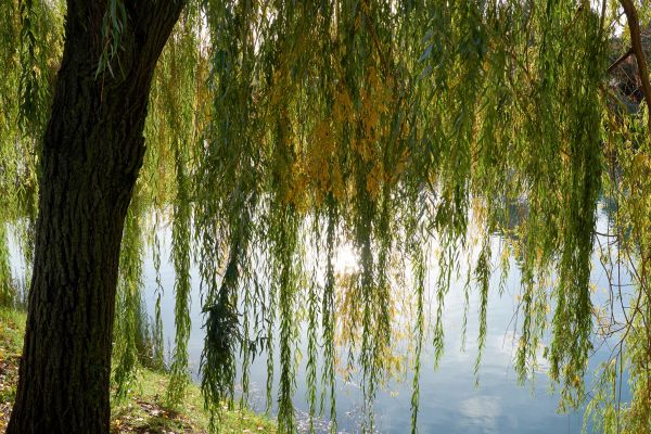 Cost of Willow Tree Removal in Kenner