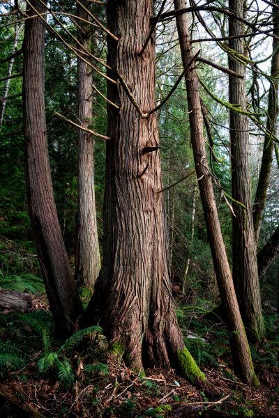 Cost of Cedar Tree Removal in Kenner