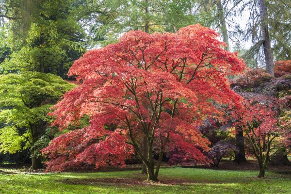 Cost of Maple Tree Removal in Kenner