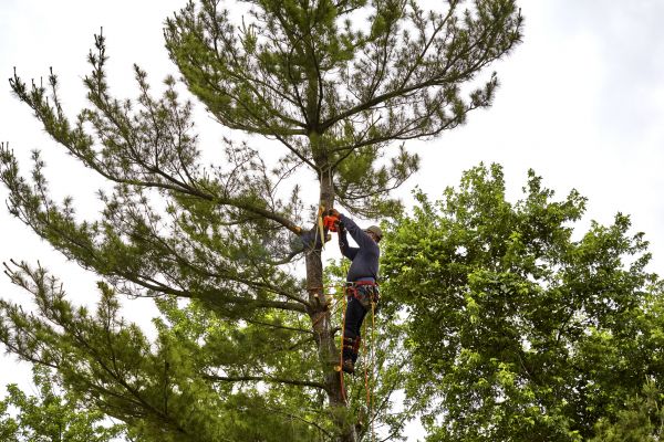 Cost of Pine Tree Removal in Kenner