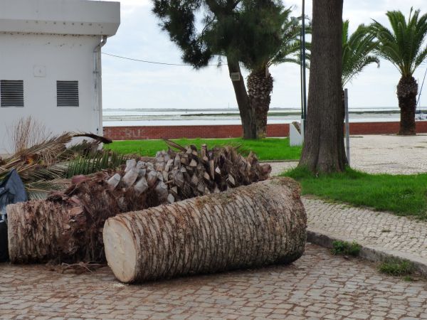 Cost of Palm Trees Removal in Kenner