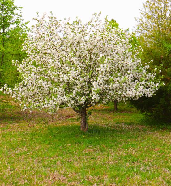 Cost of Dogwood Tree Removal in Kenner