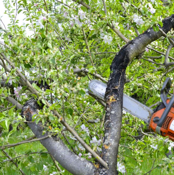 Cost of Apple Tree Removal in Kenner