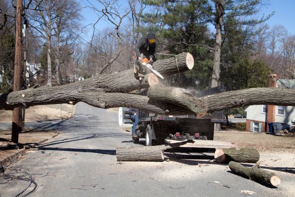 Cost of Residential Tree Removal in Kenner