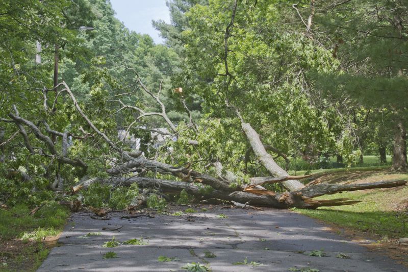 Tree Blocking Sidewalk