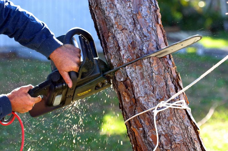 Hazardous Tree Removal